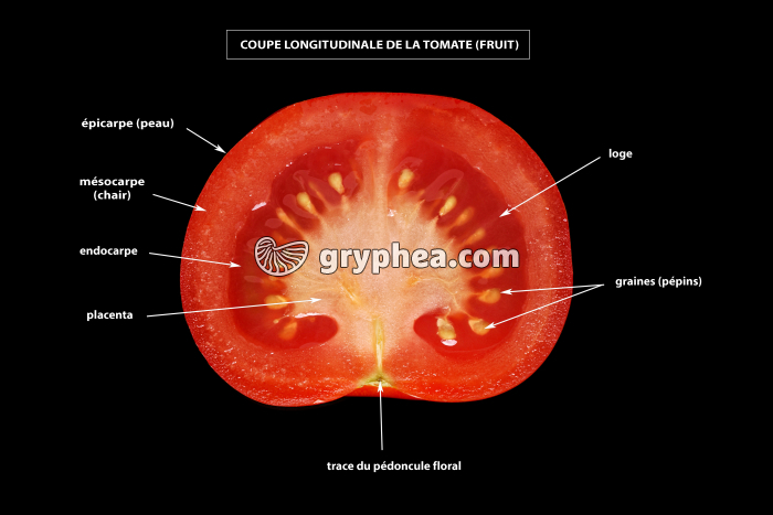 Tomate (Solanum lycopersicum) - fruit en CL (vue légendée) - gryphea.com